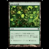 カルニの庭/Khalni Garden [C13]