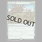 若木の生育場/Sapling Nursery [ECL]