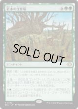 若木の生育場/Sapling Nursery [ECL]