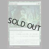 煌野の成長/Shimmerwilds Growth [ECL]