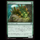 血液共生のダニ/Hemosymbic Mite [EOE]