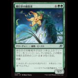 鞭打草の捕食者/Lashwhip Predator [EOE]