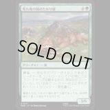 荒れ地の国のたかり屋/Wilderland Scrounger  [HOB]