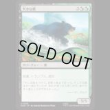 大きな熊/Large Bear  [HOB]