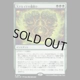 大ドルイドの魔除け/Archdruid's Charm [MKM]