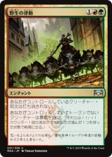 野生の律動/Rhythm of the Wild [RNA]