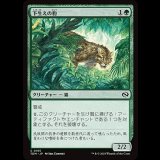 下生えの豹/Undergrowth Leopard [TDM]