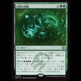 自然の律動/Nature's Rhythm [TDM]