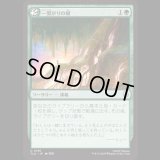 一繋がりの根/Shared Roots [TLA]