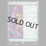 陽気なやんちゃ者/Party Dude [TMT]