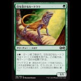 日を浴びるルートワラ/Basking Rootwalla [UMA]