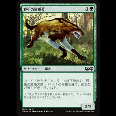 画像1: 野生の雑種犬/Wild Mongrel [UMA]