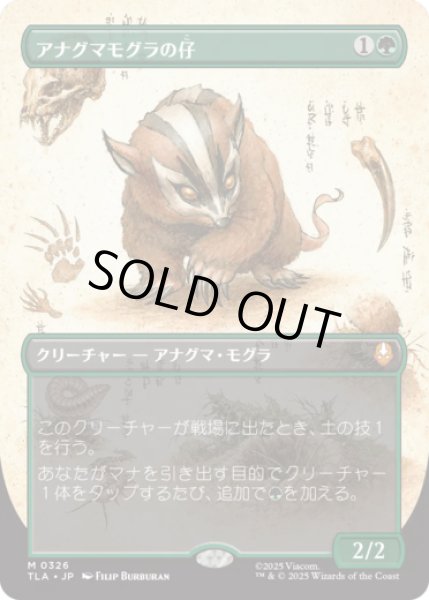 画像1: [ボーダレス] アナグマモグラの仔/Badgermole Cub [TLA] (1)