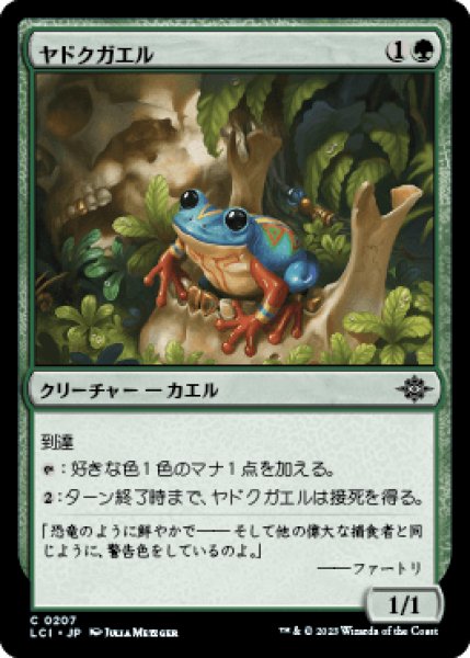 画像1: ヤドクガエル/Poison Dart Frog [LCI] (1)