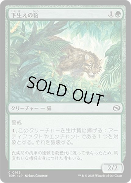 画像1: 下生えの豹/Undergrowth Leopard [TDM] (1)