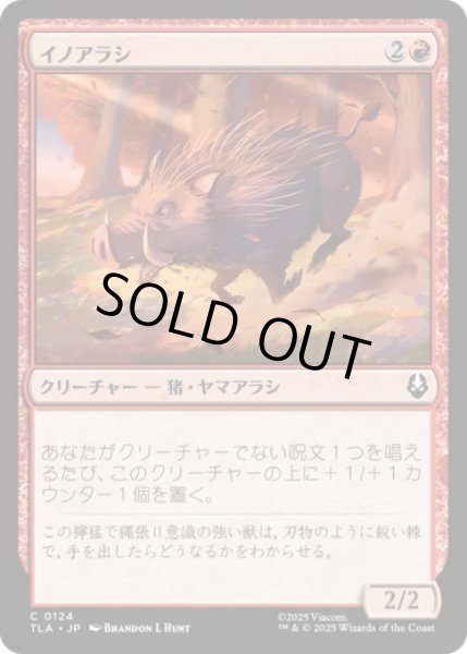 画像1: イノアラシ/Boar-q-pine [TLA] (1)